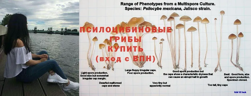 blacksprut зеркало  Нижний Ломов  Псилоцибиновые грибы Psilocybe 